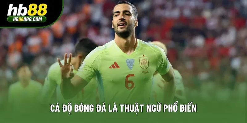 Cá độ bóng đá là thuật ngữ phổ biến