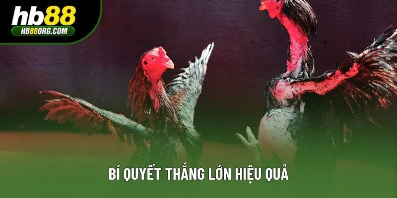 Bí quyết thắng lớn hiệu quả