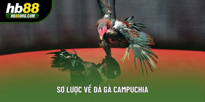 Sơ lược về đá gà Campuchia