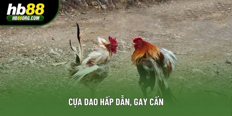 Cựa dao hấp dẫn, gay cấn