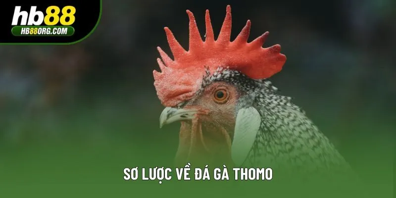 Sơ lược về đá gà Thomo