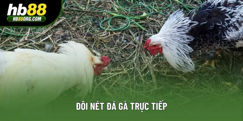 Đôi nét đá gà trực tiếp